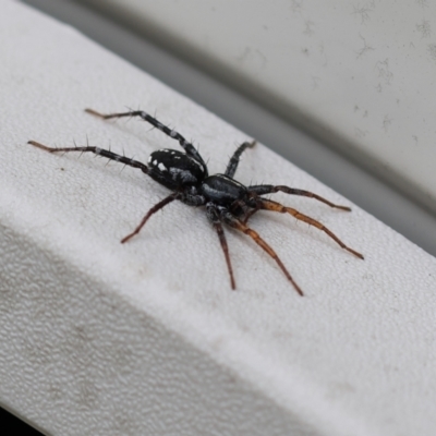 Nyssus coloripes (Spotted Ground Swift Spider) at Wodonga, VIC - 6 Nov 2022 by KylieWaldon