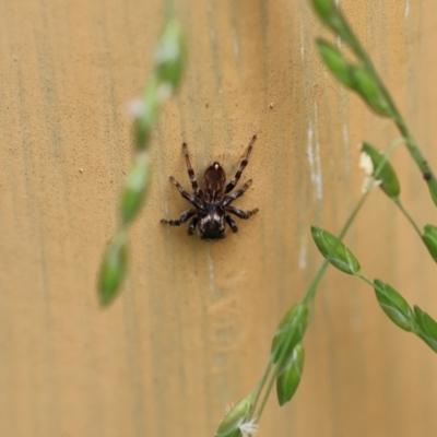 Maratus griseus (Jumping spider) at Wodonga, VIC - 6 Nov 2022 by KylieWaldon