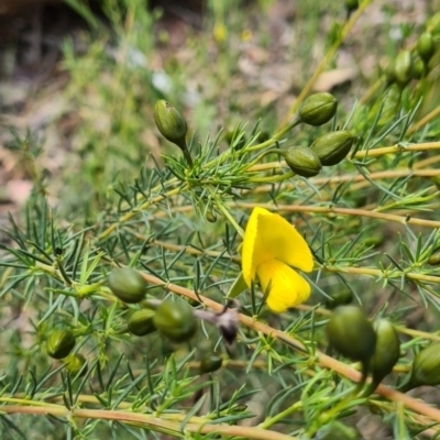 Gompholobium huegelii (Pale Wedge Pea) at Carwoola, NSW - 6 Nov 2022 by roachie