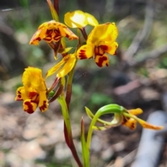 Diuris semilunulata (Late Leopard Orchid) at Carwoola, NSW - 5 Nov 2022 by roachie