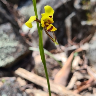 Diuris sulphurea (Tiger Orchid) at Carwoola, NSW - 6 Nov 2022 by roachie