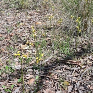 Diuris sulphurea at Carwoola, NSW - 6 Nov 2022