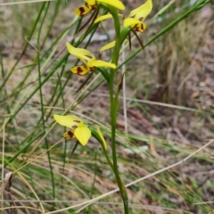 Diuris sulphurea at Carwoola, NSW - 6 Nov 2022