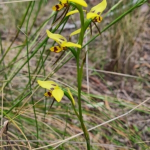 Diuris sulphurea at Carwoola, NSW - 6 Nov 2022