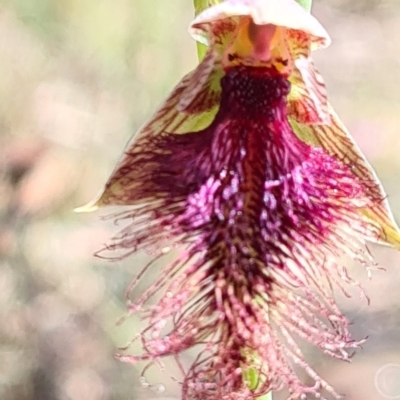 Calochilus platychilus (Purple Beard Orchid) at Carwoola, NSW - 6 Nov 2022 by roachie