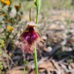 Calochilus platychilus at Carwoola, NSW - 6 Nov 2022