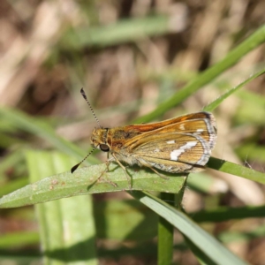 Taractrocera papyria at O'Connor, ACT - 6 Nov 2022 11:54 AM