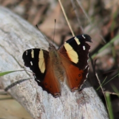 Vanessa itea (Yellow Admiral) at Gundaroo, NSW - 6 Nov 2022 by Gunyijan
