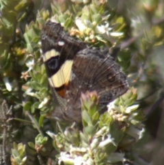 Vanessa itea at Gundaroo, NSW - 6 Nov 2022 08:04 AM