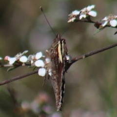 Vanessa itea at Gundaroo, NSW - 6 Nov 2022 08:04 AM