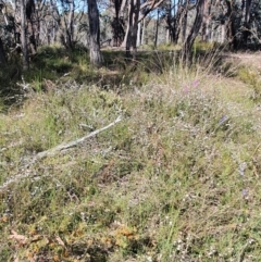 Vanessa itea at Gundaroo, NSW - 6 Nov 2022