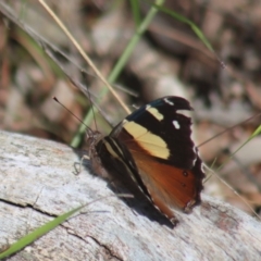 Vanessa itea at Gundaroo, NSW - 6 Nov 2022 08:04 AM