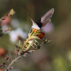 Erina hyacinthina (Varied Dusky-blue) at Gundaroo, NSW - 5 Nov 2022 by Gunyijan