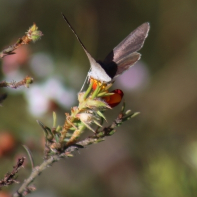 Erina hyacinthina (Varied Dusky-blue) at Gundaroo, NSW - 5 Nov 2022 by Gunyijan