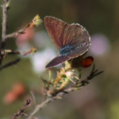 Erina hyacinthina at Gundaroo, NSW - 6 Nov 2022