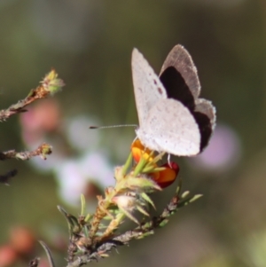 Erina hyacinthina at Gundaroo, NSW - 6 Nov 2022 09:15 AM