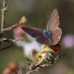 Erina hyacinthina at Gundaroo, NSW - 6 Nov 2022 09:15 AM