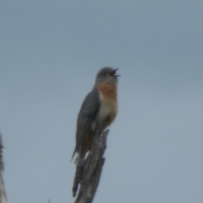 Cacomantis flabelliformis (Fan-tailed Cuckoo) at Cotter River, ACT - 6 Nov 2022 by jmcleod