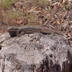 Pogona barbata (Eastern Bearded Dragon) at O'Connor, ACT - 6 Nov 2022 by ConBoekel