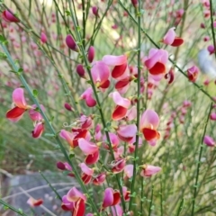 Cytisus scoparius subsp. scoparius (Scotch Broom, Broom, English Broom) at Isaacs, ACT - 6 Nov 2022 by Mike