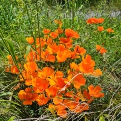 Eschscholzia californica (California Poppy) at Isaacs, ACT - 6 Nov 2022 by Mike