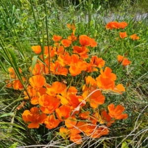 Eschscholzia californica at Isaacs, ACT - 6 Nov 2022 03:26 PM