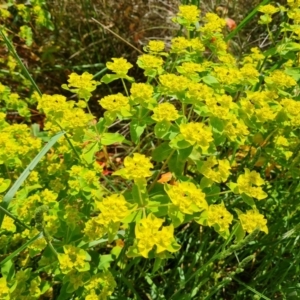 Euphorbia oblongata at Isaacs, ACT - 6 Nov 2022