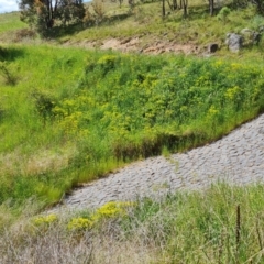 Euphorbia oblongata at Isaacs, ACT - 6 Nov 2022