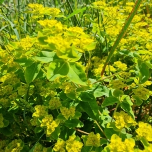 Euphorbia oblongata at Isaacs, ACT - 6 Nov 2022