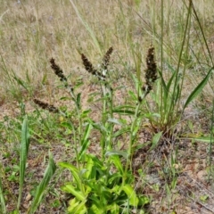 Gamochaeta purpurea (Purple Cudweed) at Isaacs, ACT - 6 Nov 2022 by Mike