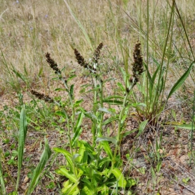 Gamochaeta impatiens (A cudweed) at Isaacs, ACT - 6 Nov 2022 by Mike