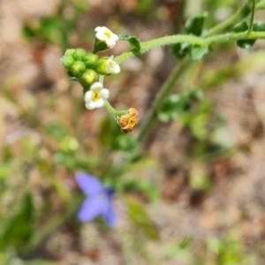 Hackelia suaveolens at Isaacs, ACT - 6 Nov 2022 02:49 PM