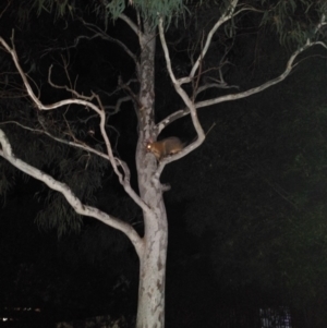 Trichosurus vulpecula at Belconnen, ACT - 5 Nov 2022