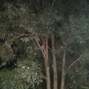 Trichosurus vulpecula at Belconnen, ACT - 5 Nov 2022