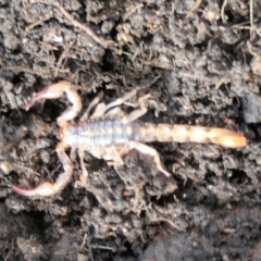 Cercophonius squama (Wood Scorpion) at Namadgi National Park - 5 Nov 2022 by jmcleod