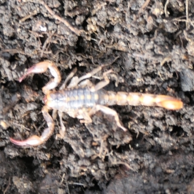 Cercophonius squama (Wood Scorpion) at Namadgi National Park - 5 Nov 2022 by jmcleod