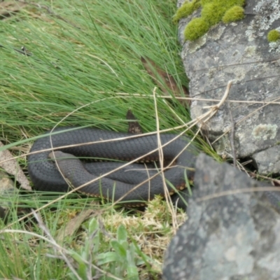 Austrelaps ramsayi (Highlands Copperhead) at Cotter River, ACT - 5 Nov 2022 by jmcleod