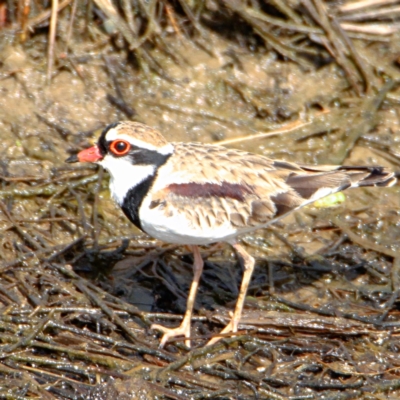 Charadrius melanops (Black-fronted Dotterel) at Throsby, ACT - 6 Nov 2022 by davobj