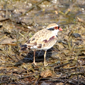 Charadrius melanops at Throsby, ACT - 6 Nov 2022 10:10 AM