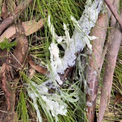 Mucilago crustacea (Dog Sick Slime Mould) at Goobarragandra, NSW - 5 Nov 2022 by dgb900