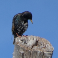 Sturnus vulgaris (Common Starling) at Queanbeyan West, NSW - 5 Nov 2022 by Paul4K