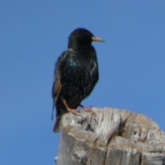 Sturnus vulgaris at Queanbeyan West, NSW - 6 Nov 2022