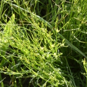 Juncus bufonius at Queanbeyan West, NSW - 6 Nov 2022