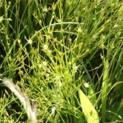 Juncus bufonius at Queanbeyan West, NSW - 6 Nov 2022