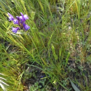 Linaria pelisseriana at Queanbeyan West, NSW - 6 Nov 2022