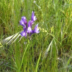 Linaria pelisseriana at Queanbeyan West, NSW - 6 Nov 2022