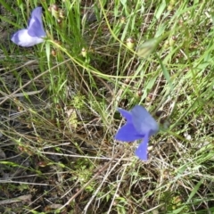 Wahlenbergia stricta subsp. stricta (Tall Bluebell) at Bicentennial Park - 5 Nov 2022 by Paul4K