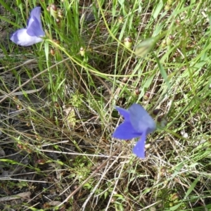 Wahlenbergia stricta subsp. stricta at Queanbeyan West, NSW - 6 Nov 2022 08:02 AM