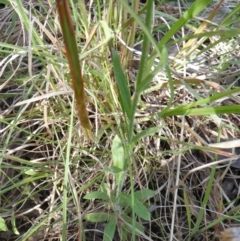 Wahlenbergia stricta subsp. stricta at Queanbeyan West, NSW - 6 Nov 2022 08:02 AM