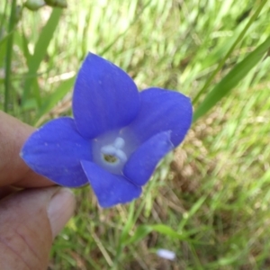 Wahlenbergia stricta subsp. stricta at Queanbeyan West, NSW - 6 Nov 2022